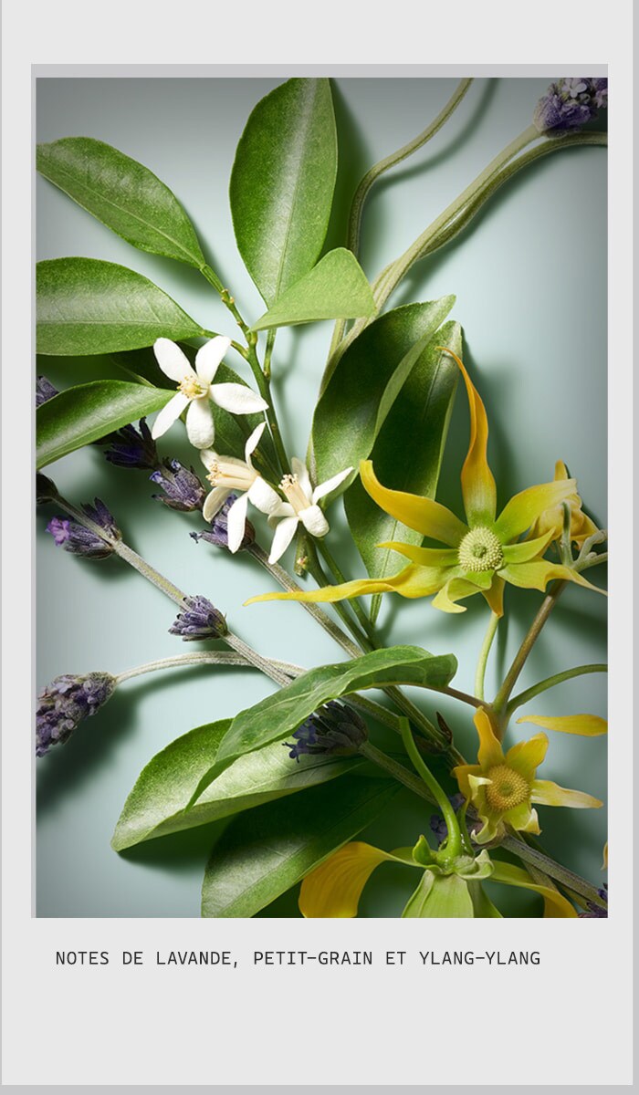 ensemble-cadeau essentiels apaisants pour le corps serene spirit shampure™