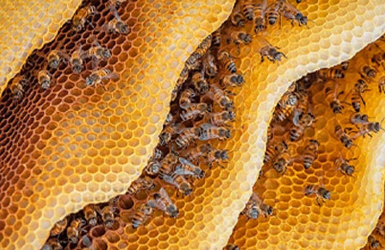 Imagerie Veganuary d'abeilles et de cire d'abeille.