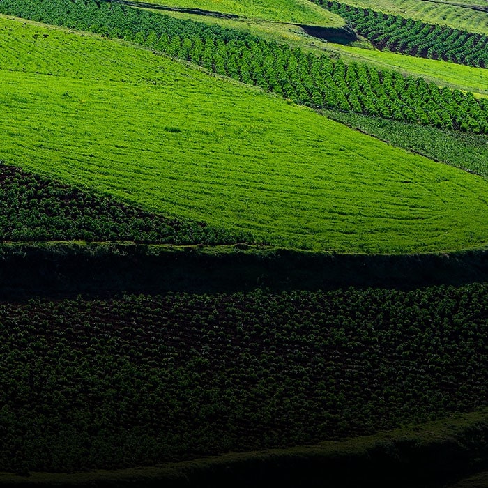 Croissance sur les fermes du Pérou