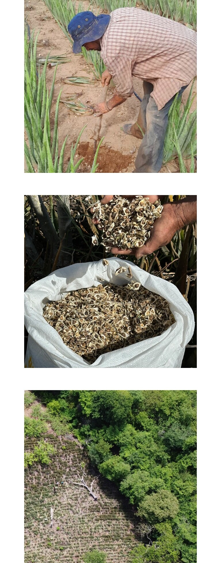 Apprenez-en plus sur l’huile de moringa