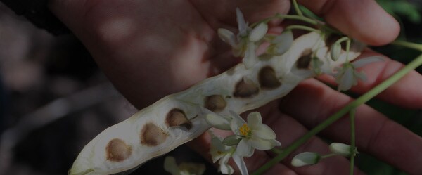 Apprenez-en plus sur l’huile de moringa
