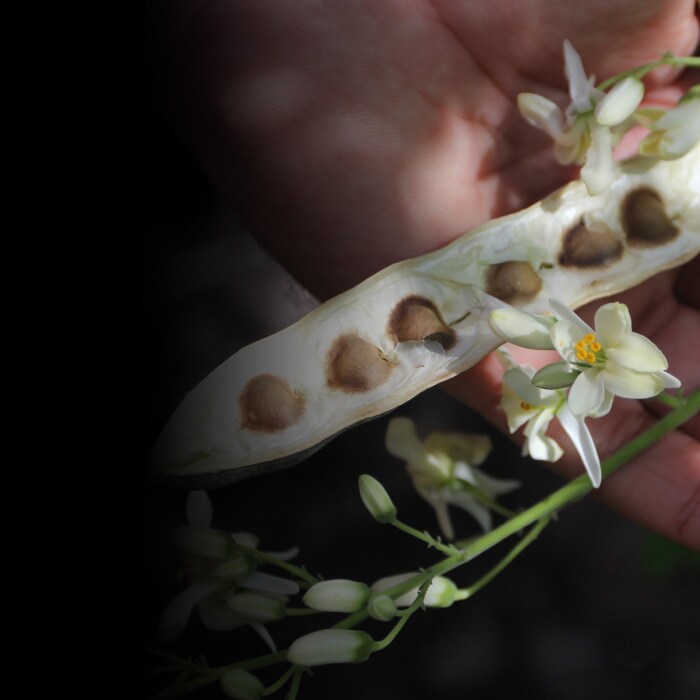 Huile de moringa provenant de sources responsables