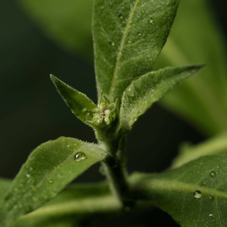 Collagène végétalien phytotech