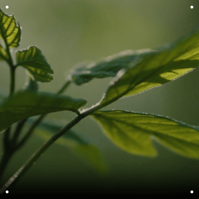 COLLAGÈNE VÉGÉTALIEN D’ORIGINE VÉGÉTALE